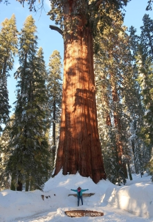 Robin in front of a massive sequoia on our fourth trip to Sequoia National Park.