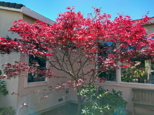 Suddenly, our Japanese Maple went boom!