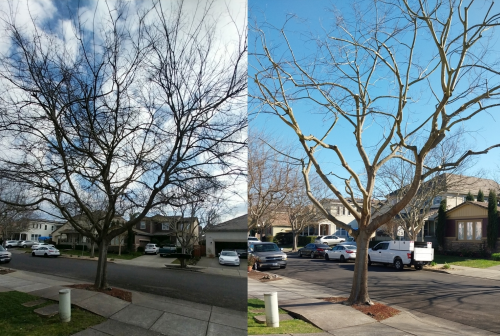 Our big tree got a haircut