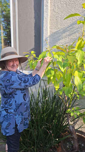 Could we get avocados at last??