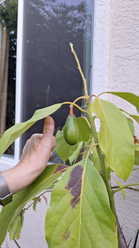 We have our first avocado growing after years of trying. 