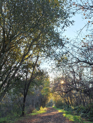 A sunset walk in Riverfront Regional Park