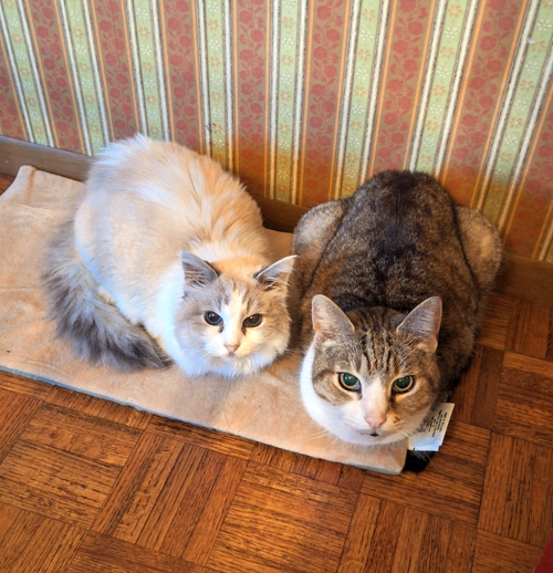 Kitsu and Beckham like their heating pad bed