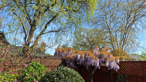 The wisteria at 276 Alden looks great this year